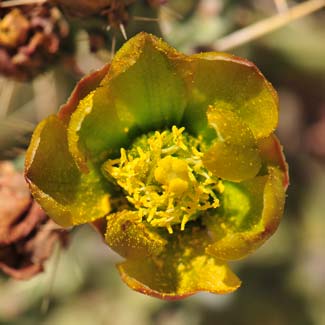 Arizona Pencil Cholla is a native perennial that prefers gravelly washes in the desert. Cylindropuntia arbuscular